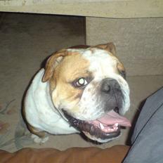 Engelsk bulldog Bertil R.I.P