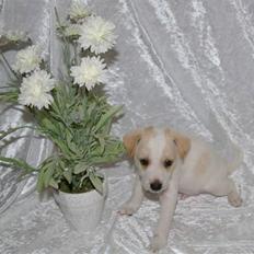 Dansk svensk gaardhund Samson