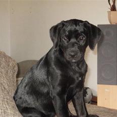 Blanding af racer Nanna