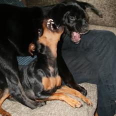 Blanding af racer Nanna