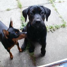 Blanding af racer Nanna