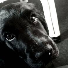 Cocker spaniel Victor