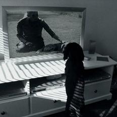 Cocker spaniel Victor