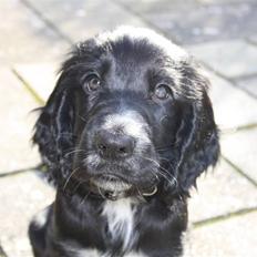 Cocker spaniel Victor