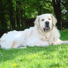 Golden retriever BetweenFjordsFluffyUbbe