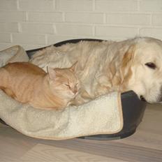 Golden retriever BetweenFjordsFluffyUbbe