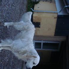 Golden retriever BetweenFjordsFluffyUbbe