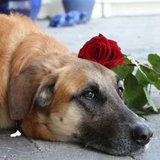 Blanding af racer | Balder den første