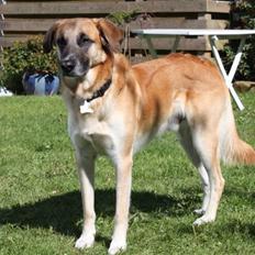 Blanding af racer | Balder den første