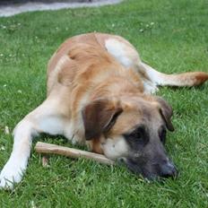 Blanding af racer | Balder den første