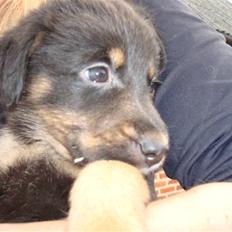 Blanding af racer Bobby