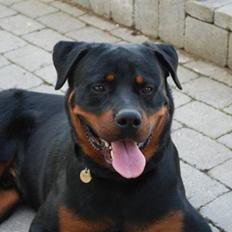 Rottweiler Tarza-Khane Vom Dornenhof