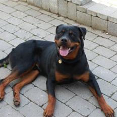 Rottweiler Tarza-Khane Vom Dornenhof