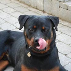 Rottweiler Tarza-Khane Vom Dornenhof