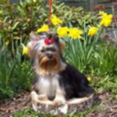 Yorkshire terrier Con´danica Easy Kiss "Ida