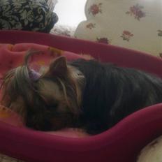 Yorkshire terrier Con´danica Easy Kiss "Ida