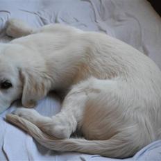 Golden retriever Walde