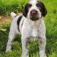 Ruhåret hønsehund Mika (Lillefisen)