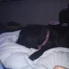 Labrador retriever Mille