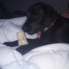 Labrador retriever Mille