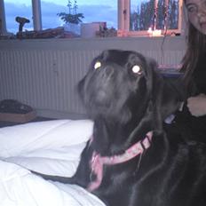 Labrador retriever Mille