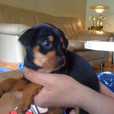 Prazsky krysarik Kato