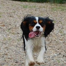 Cavalier king charles spaniel Charlie