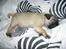 Mops Ozzy
