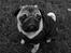 Mops Ozzy