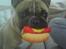 Fransk bulldog Molly - Molly Bolly Hotdog - Mmmmm det er min livret!