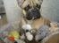 Fransk bulldog Molly - HOV! der mangler en!