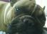 Fransk bulldog Molly - Elsker at posere for kameraet !