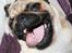 Mops Benson - Benson 31 uger: HOLD DA OP ET KEDELIG SELSKAB!