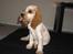 Cocker spaniel Jadzia *R.I.P.*