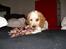 Cocker spaniel Jadzia *R.I.P.*