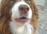 Border collie Mickey R.I.P.3/9-2010