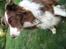 Border collie Mickey R.I.P.3/9-2010