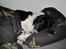 Blanding af racer Border Collie Milo - NYT! d.01/08-2010: Milo er en rigtig lille puttetrold <3