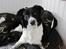 Blanding af racer Border Collie Milo - NYT! d.01/08-2010: Flot fyr ham Milo ;)