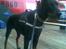 Dobermann R.I.P  Zigga - Zigga på vagt til smuk fest i skanderborg 2010