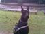 Dobermann R.I.P  Zigga - Zigga ved bøge scenen til smuk fest