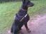 Dobermann R.I.P  Zigga - Her kan jeg se det hele fra så de kan bare komme de fulde folk .