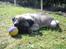 Mops Ozzy