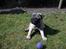 Mops Ozzy