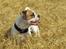 Blanding af racer SIGURD himmel hund ??