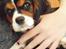 Cavalier king charles spaniel Tilde