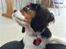 Cavalier king charles spaniel Tilde