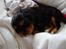 Cavalier king charles spaniel Cava Coton's Sadie