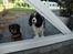 Cavalier king charles spaniel Cava Coton's Sadie - Vi holder øje med hvor I går hen