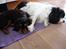 Cavalier king charles spaniel Cava Coton's Sadie - Her ligger jeg godt